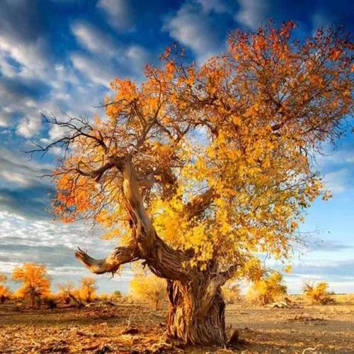 映照大自然生灵草木的微信头像!