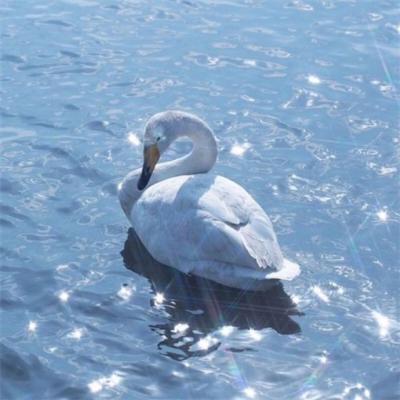 小清新自然风景头像9