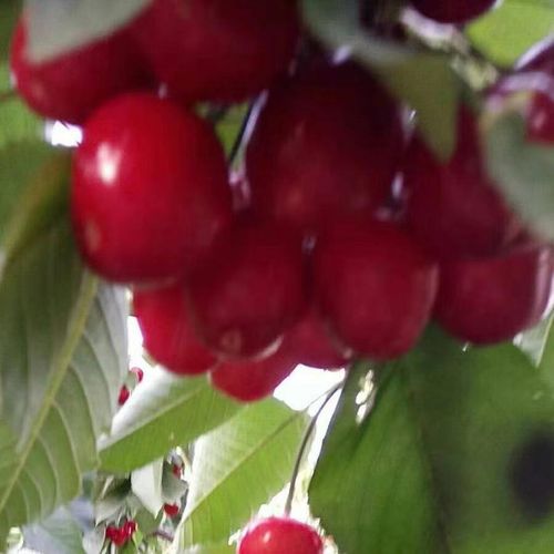 映照大自然生灵草木的微信头像!