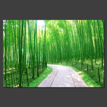 微信头像竹子自然风景