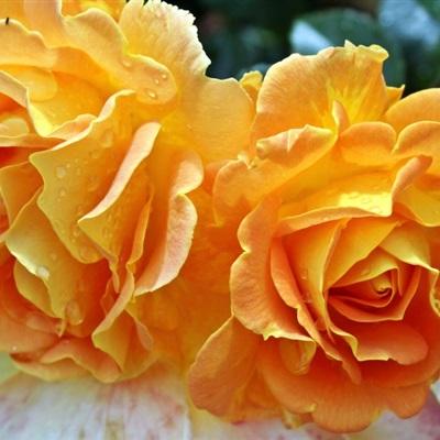 黄玫瑰微信头像,让人看了就静心的玫瑰花头像图片