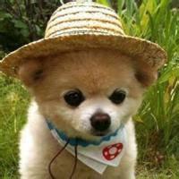 微信头像逗比搞怪个性 非常搞笑逗比的头像图片【点击鼠标右键下载】