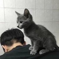 男生抱猫头像背影_微信头像图片大全