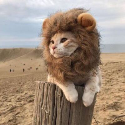 微信狗狗头像 - 堆糖,美图壁纸兴趣社区