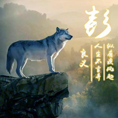 霸气狼图姓氏微信头像,喜欢狼的赶紧带走了_手机搜狐网