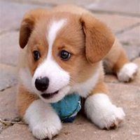 小狗头像简单画法步骤_微信头像图片大全