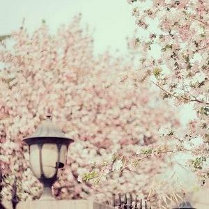 春天自然风景微信头像图片