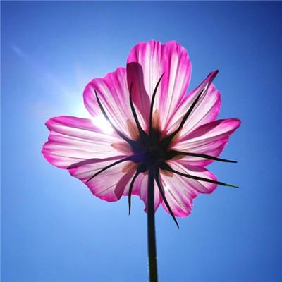 2018专属微信最吉利的好看头像 旺运头像图片2018年花草分享!-猴子技