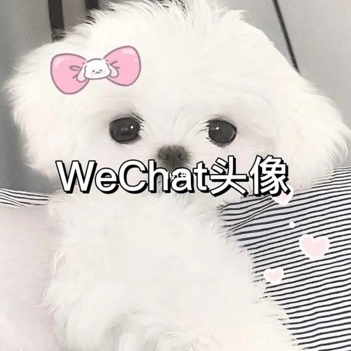 5.5|wechat头像