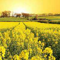 简单好看花草微信头像图片