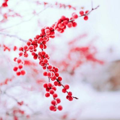 微信头像风景或花草高清图片2018最新 并不是所有人都懂得珍惜分享!-