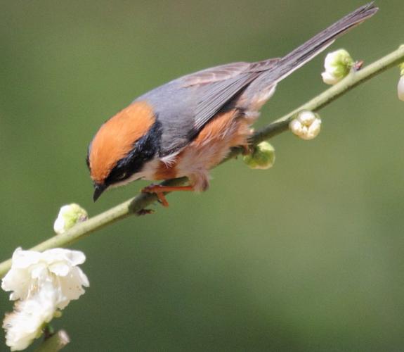 梅园赏梅拍鸟 - 热情山水之的日志 - 网易博客