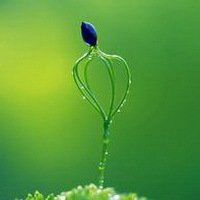 男生用小草微信头像_微信头像-me个性网