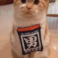 萌萌哒个性猫咪动物头像_微信头像图片大全