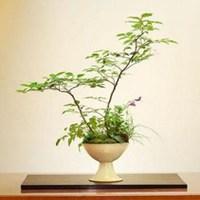 可爱植物卡通头像_微信头像图片大全