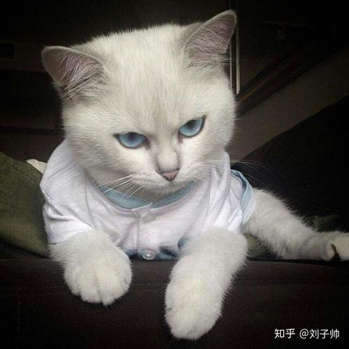 带猫男生头像图片大全可爱图片搜索,设计头像网站,找头像的网站有哪些