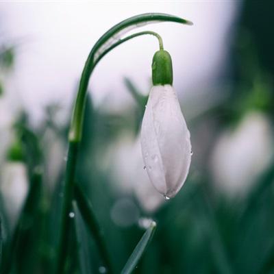 白色花微信头像 洁白如雪的雪滴花图片-个性头像