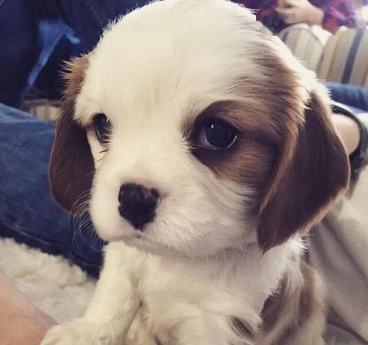 萌系小动物的微信头像_小微