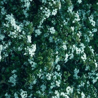 微信头像花朵图片大全菊花 菊花女生微信头像图片 - 微信头像 - 潮人