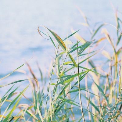 风景静物头像,会给你带来正能量好心情的-唯美头像