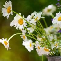 微信头像植物花卉图片风景_微信头像图片大全