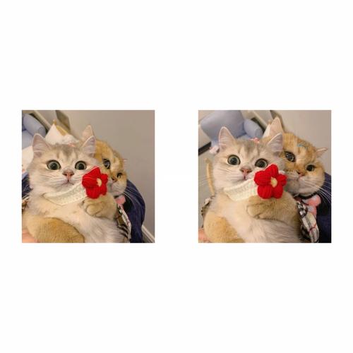 🦋 wechat头像|可爱情头