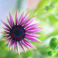 微信头像女花草类图片_微信头像图片大全