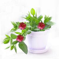 花草头像真实 真实好看的微信头像花草图片_植物头像_美头网