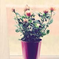 卡通花朵男头像_微信头像图片大全