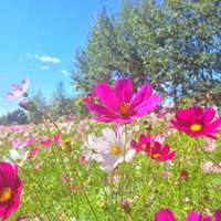 蓝天白云格桑花微信头像_微信头像图片大全