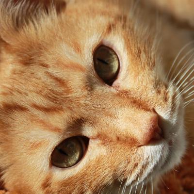 可爱猫咪头像萌图片 卖萌可爱的猫咪微信头像图片_qq个性头像_qq头像_