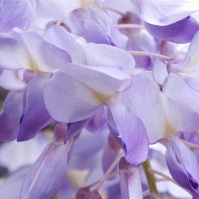 个性唯美微信头像 清香雅致的槐花图片-个性头像