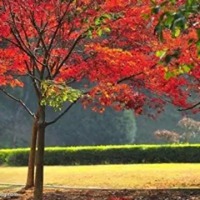 微信头像花秋天的风景 好看唯美秋天风景微信头像