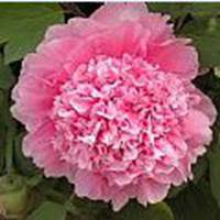 微信头像牡丹花朵