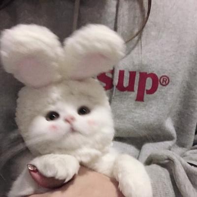 ins可爱小猫萌物头像大全_超可爱的猫咪玩偶头像下载_72qq网