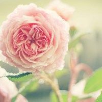 阳光唯美意境花朵头像下载_微信头像图片大全