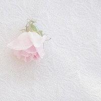 草地|绿草|绿草植物|自然花草|自然花草