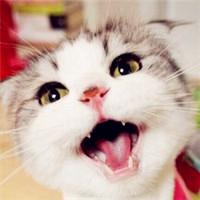 微信聊天背景狗狗图片_微信头像图片大全