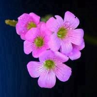 可爱卡通花朵头像_微信头像图片大全