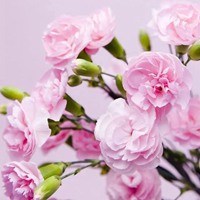 康乃馨花朵 温馨醉人的康乃馨头像 (8)