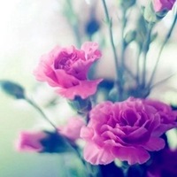 康乃馨花朵 温馨醉人的康乃馨头像 (9)