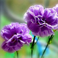 康乃馨花朵 温馨醉人的康乃馨头像 (10)