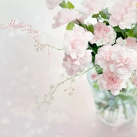 康乃馨花朵 温馨醉人的康乃馨头像 (12)