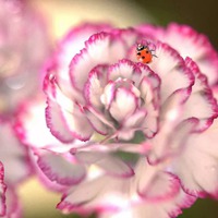 康乃馨花朵 温馨醉人的康乃馨头像 (13)