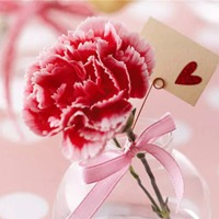 康乃馨花朵 温馨醉人的康乃馨头像 (14)