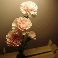 康乃馨花朵 温馨醉人的康乃馨头像 (15)