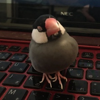 最萌动物歪头头像 (13)