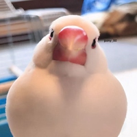 最萌动物歪头头像 (14)