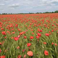 春风轻盈，春光明媚，春色娇艳 (11)