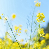 踏青赏油菜花之美 (13)